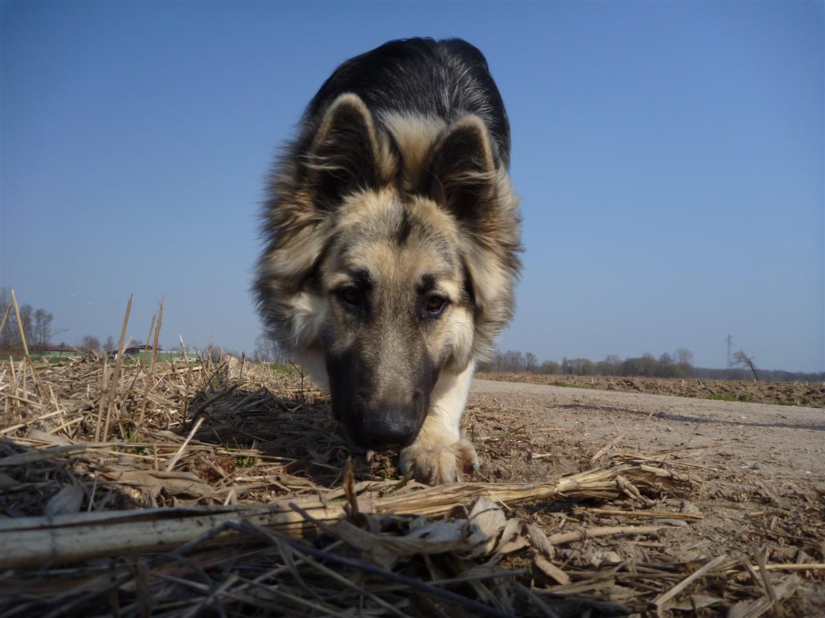 Le maïs c'est pas bon pour les chiens mais les pieds oui !