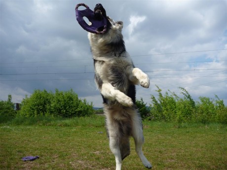 Je saute très haut pour attraper mes frisbee !