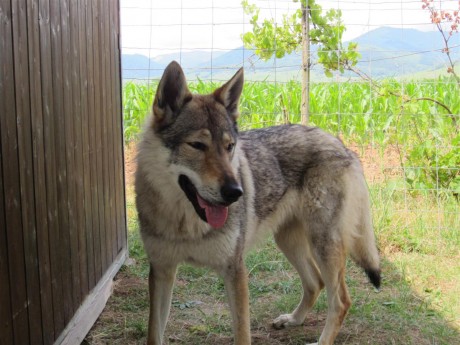 Epice, une chienne aussi belle que "pétasse dans l'âme" !