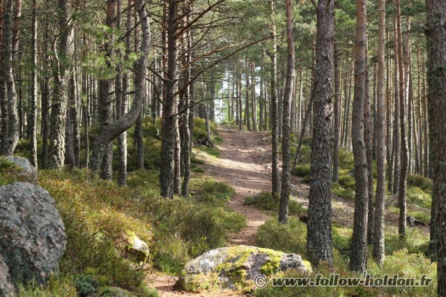 La forêt enchantée !