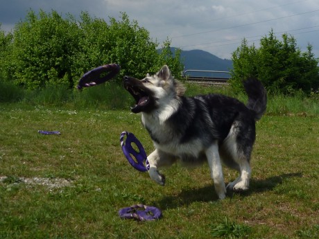 Je lache un frisbee pour attraper le suivant !