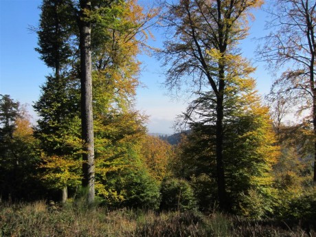 Surtout avec les couleurs d'automne !