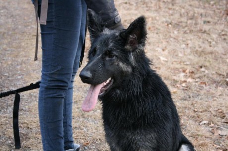 Tara altdeutsche schäferhunde