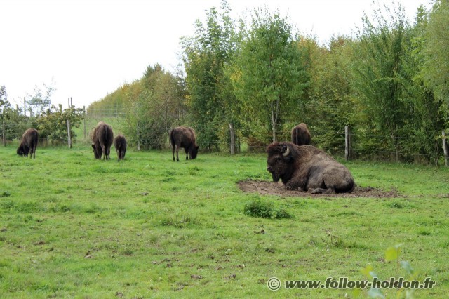 Les bisons