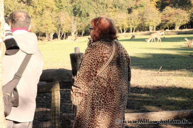 Un Léopard en liberté au parc de Sainte Croix